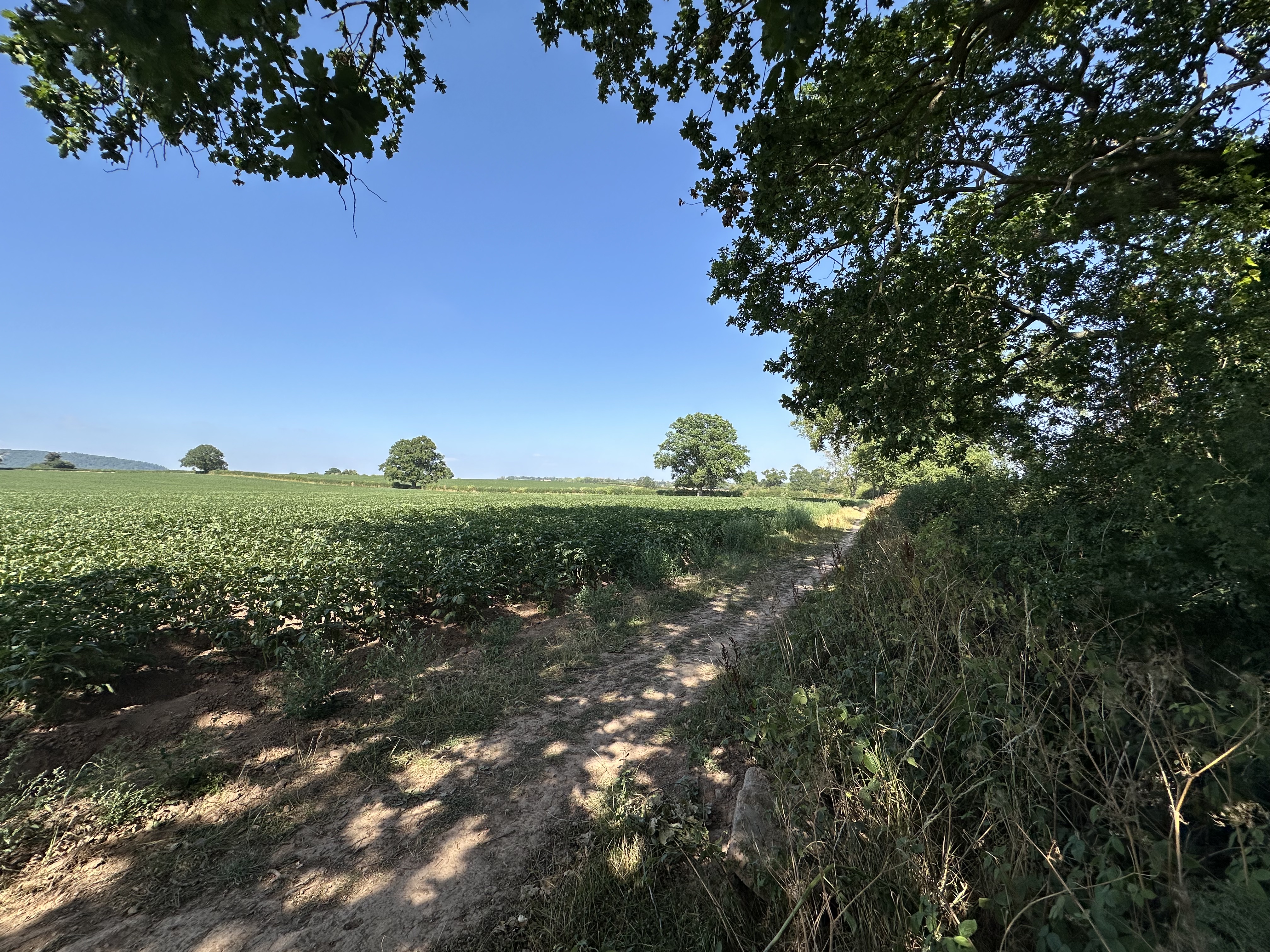 The Potter - Plot 37